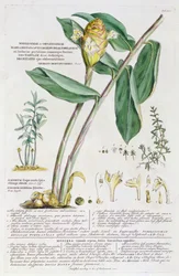 Zingiber latifolium und Amomum, 1754